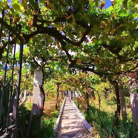 Morin Grey Casa En El Corazon De La Ribeira Sacra Villa Monforte De Lemos Eksteriør billede
