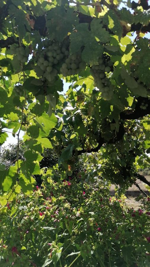 Morin Grey Casa En El Corazon De La Ribeira Sacra Villa Monforte De Lemos Eksteriør billede